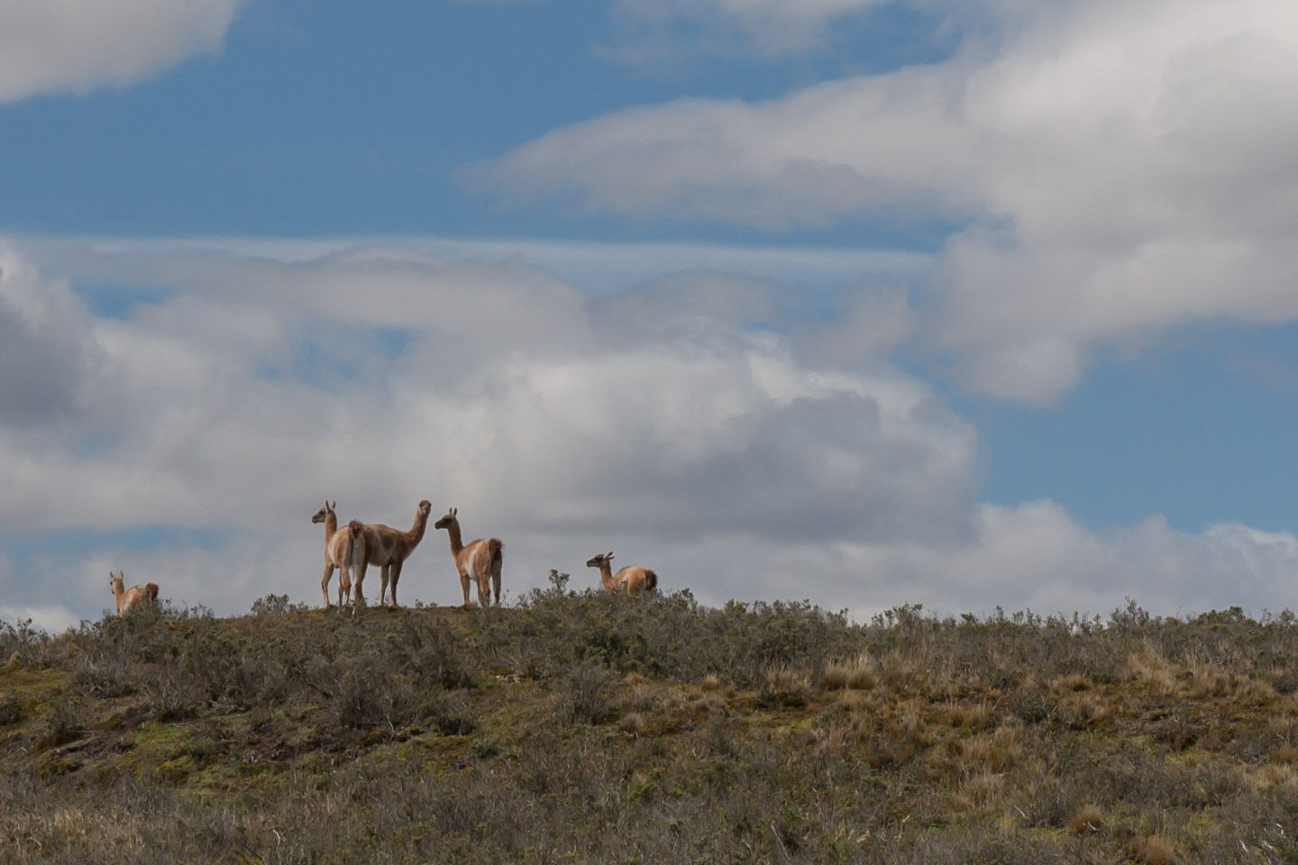 Патагония на велосипедах – от Punta Arenas до Ushuaia